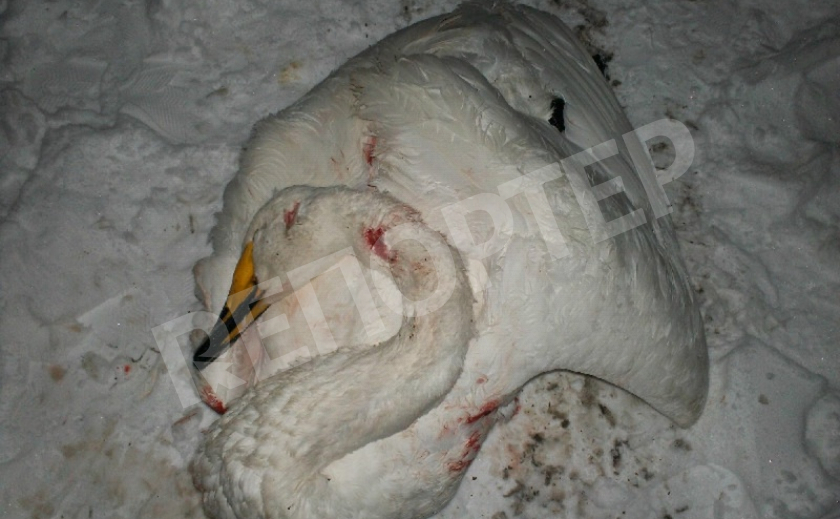 На Днепропетровщине лебеди погибли из-за «метких стрелков»