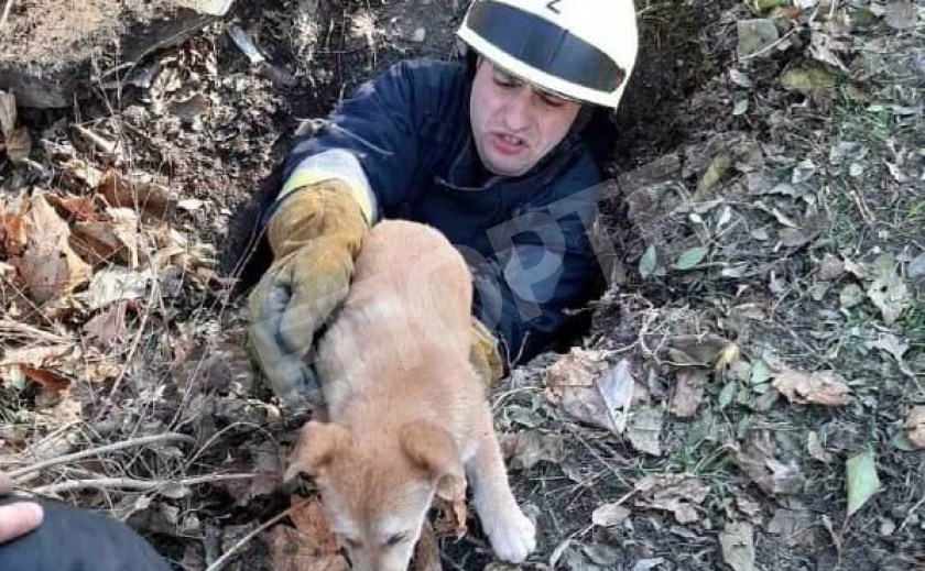 В днепровской канализации едва не погибла собака