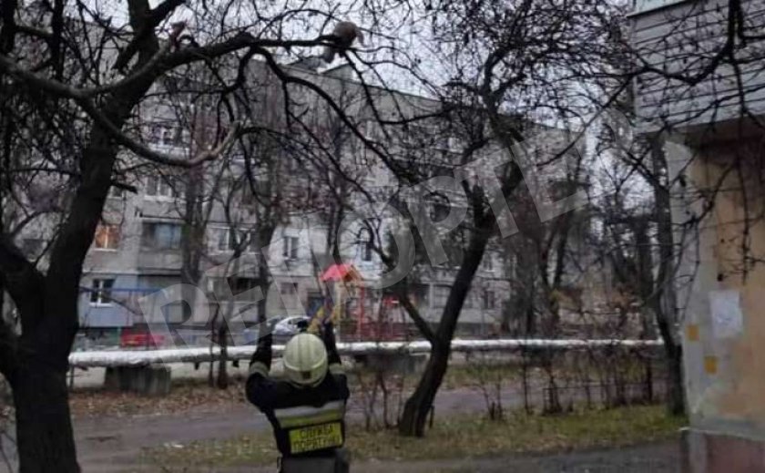 Как в Днепре кота спасали, но не словили