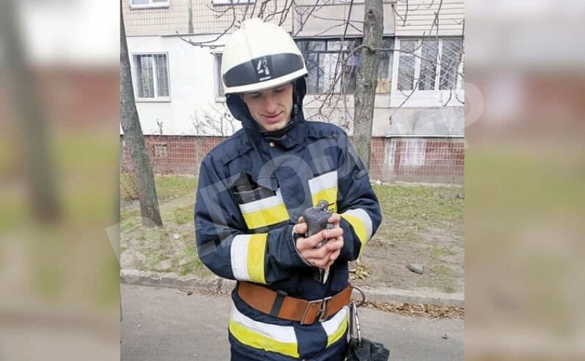 В Днепре спасатели вызволили голубя из западни