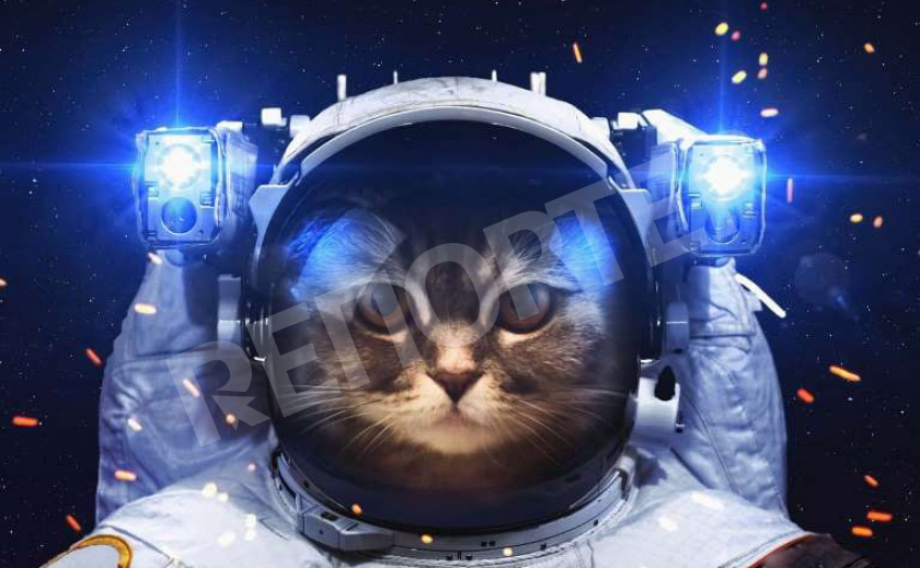 Днепровского кота отправили в космос