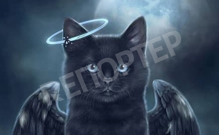 Чёрный кот