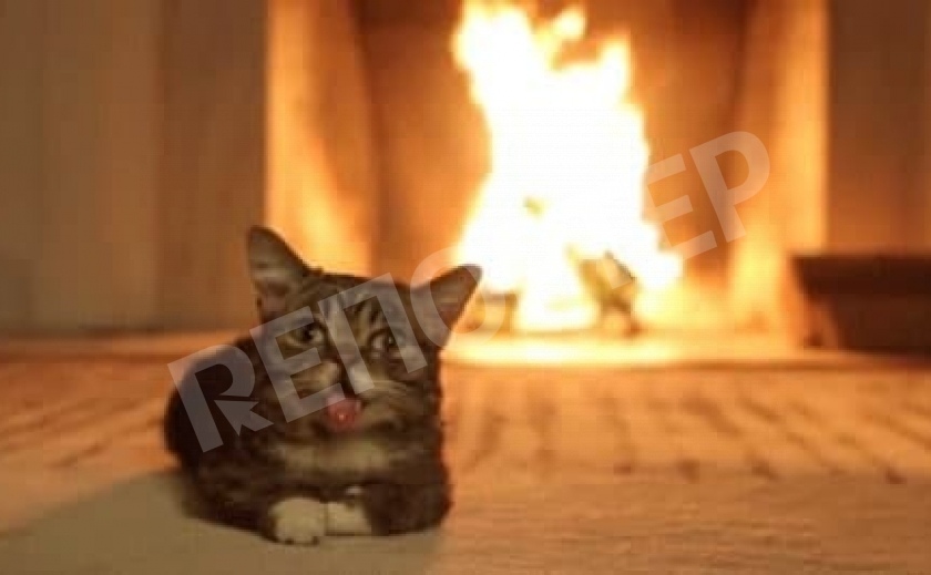 Днепровский кот стал жертвой происшествия