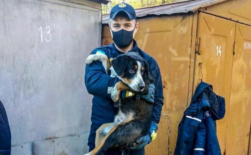 В Днепре спасли четвероногого Теодора из ловушки