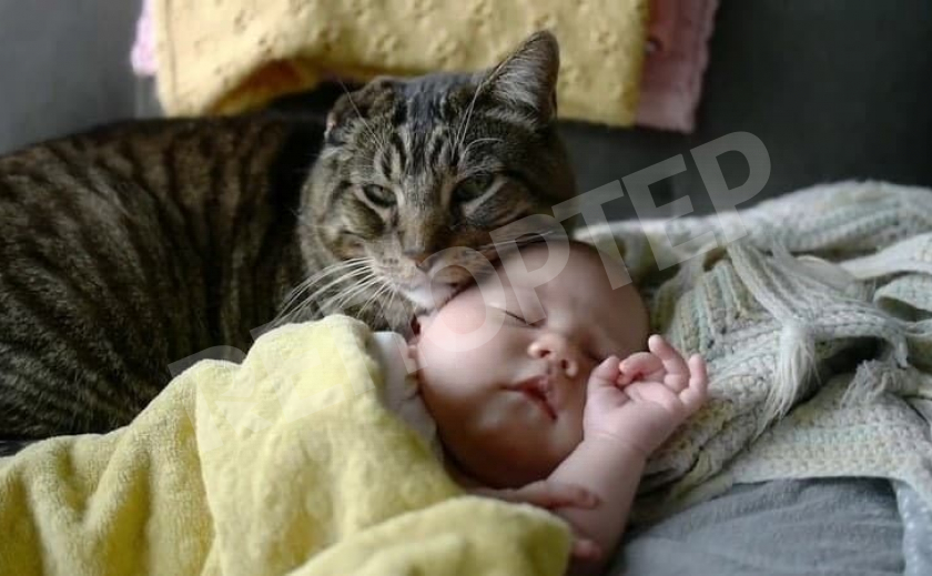 Кот-убийца задушил младенца
