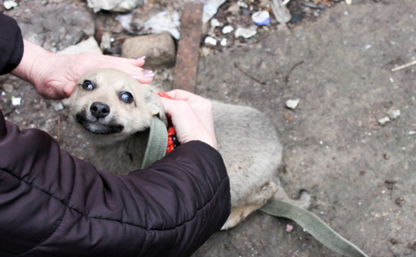 В Вольногорске из развалин спасли щенка ФОТО