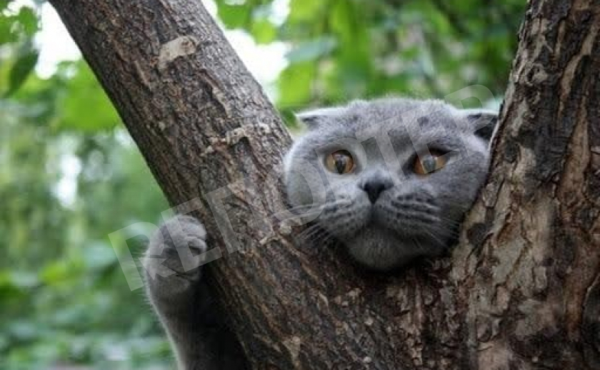 Днепровский котик двое суток просидел на дереве
