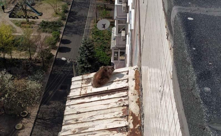 В Днепре бездомный кот чуть не свалился с многоэтажки