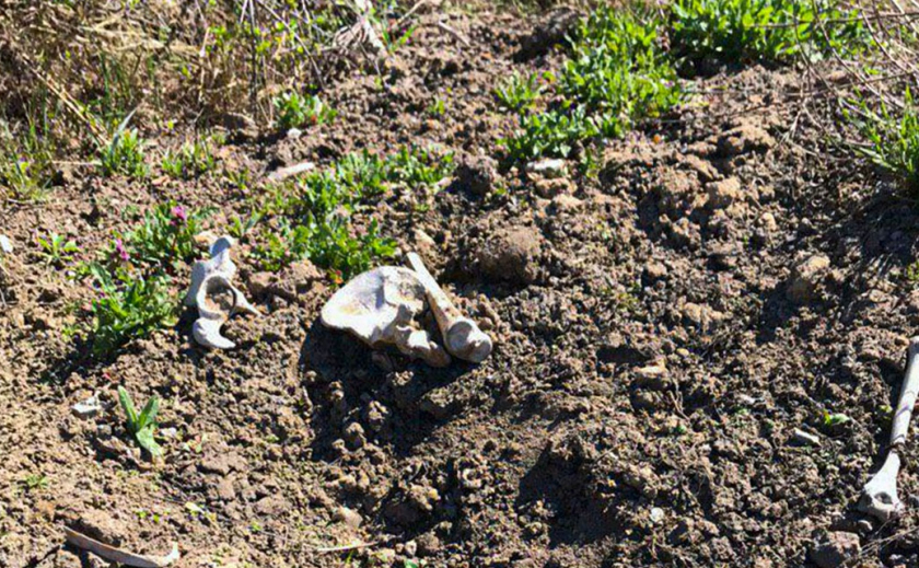 В Днепре возле жилого дома нашли череп и кости