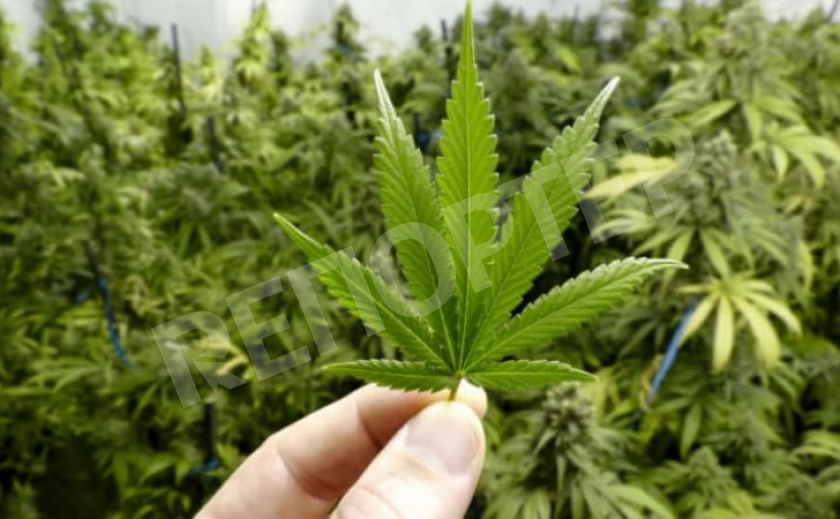 В Верховной Раде зарегистрировали законопроект о легализации марихуаны