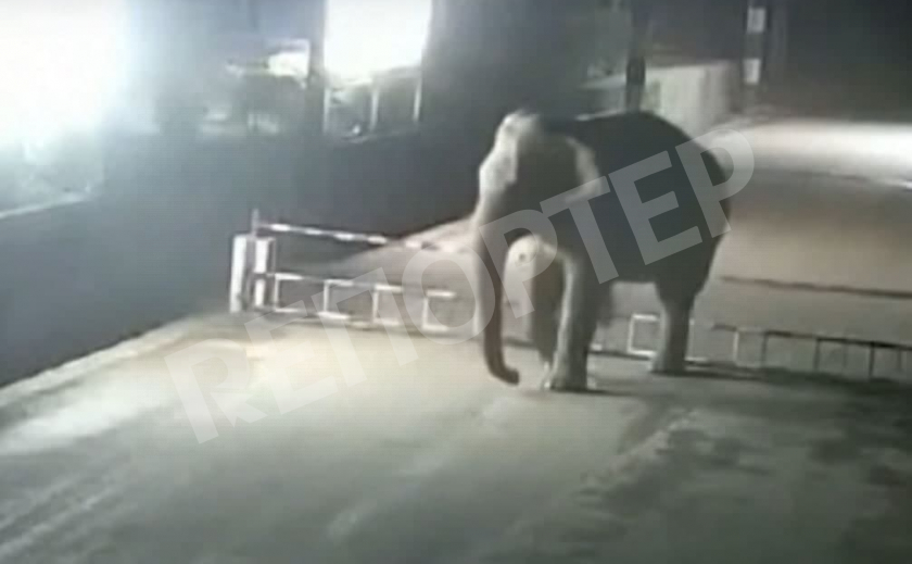 Слон-нелегал. В Китае на границе запечатлели «продуманного» гигантского мигранта