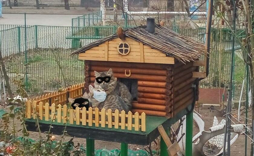 Днепровские кошки самоизолировались в зимней усадьбе