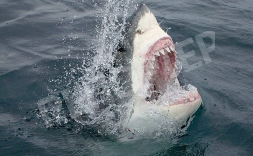Видео в сети: на курорте в Красном море акула выпрыгнула из воды и откусила туристу пятку