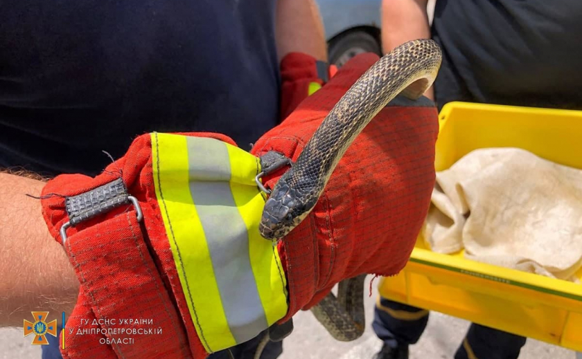 Возле днепровского магазина обнаружили очередную змею