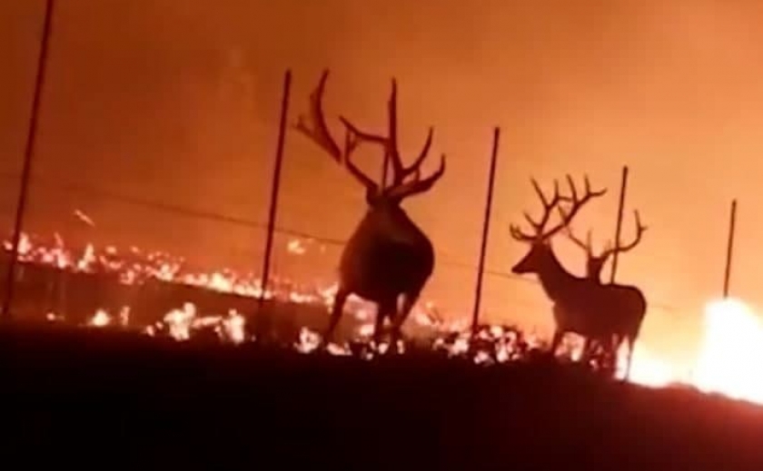 Опубликовано видео: в США олени чуть не сгорели во время массовых пожаров