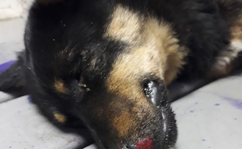 В Никополе детки жестоко избили собаку до полусмерти ФОТО