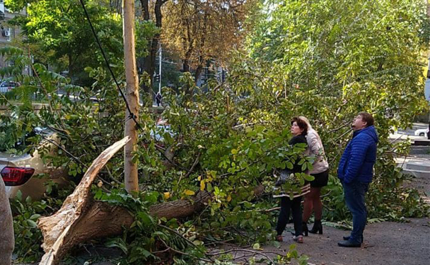 В центре Днепра огромное дерево упало на автомобили и повредило их