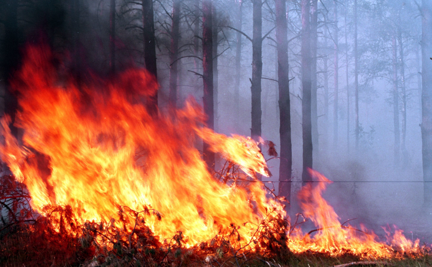 На Днепропетровщине горело 3 гектара леса