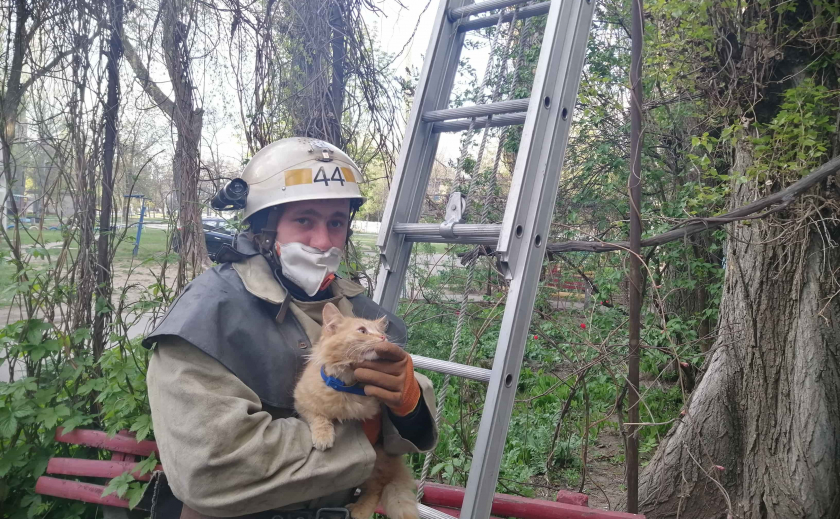 На Днепропетровщине спасли любителя полазить по деревьям