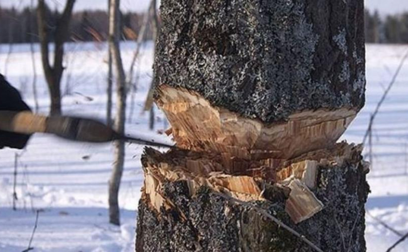 Браконьеры Днепропетровщины уничтожили лес за треть миллиона