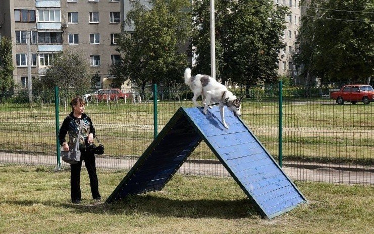 В Днепре собак оградили от людей