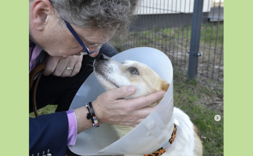 Мэрия польского города приютила собаку из Днепра, пострадавшую во время войны