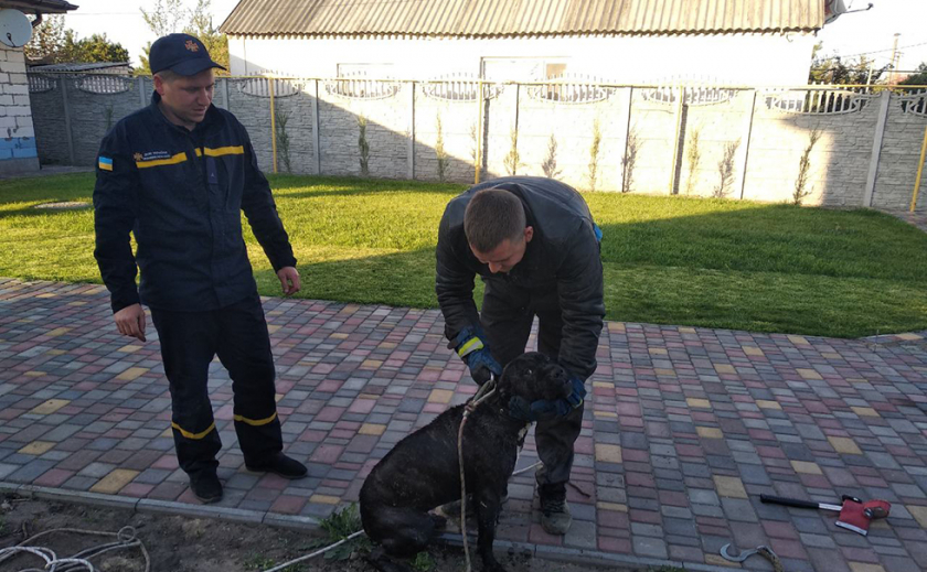 На Днепропетровщине собаку спасали из 12-метрового колодца