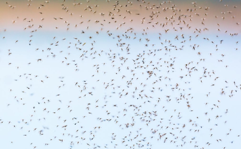 Очередное нашествие насекомых: в Днепре полно ос и комаров