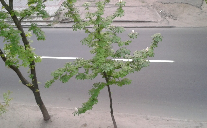 В Днепре цветут каштаны и течет виноградный сок