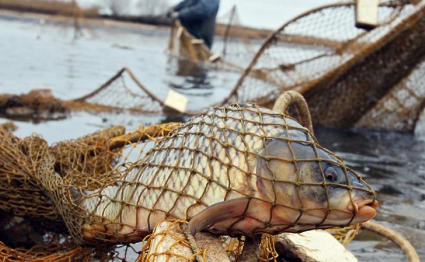 У Дніпропетровській області рибаки-браконьєри завдали шкоди державі більш ніж на 930 тис. грн.