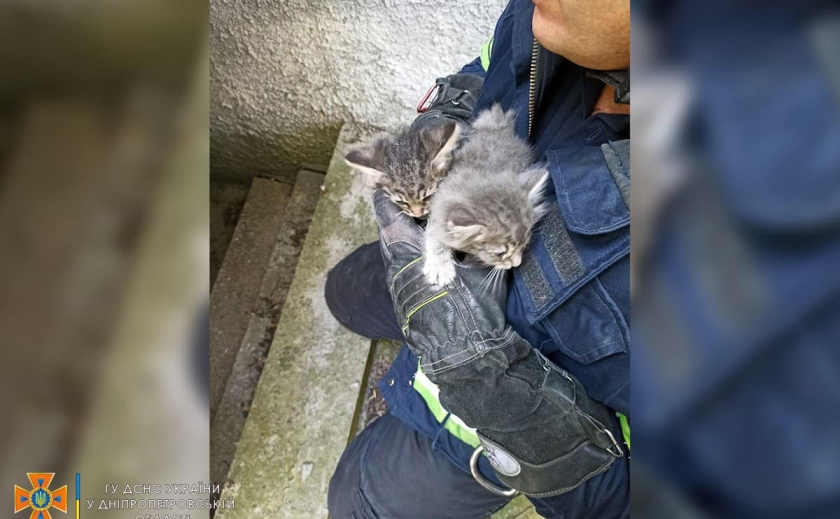 В Дніпрі рятівники визволили двох кошенят із пастки