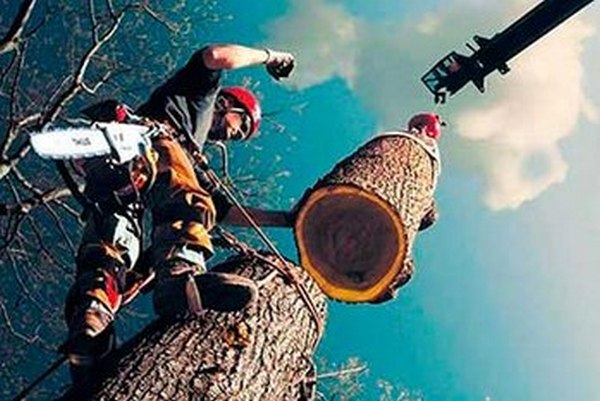 Зачем у Днепра вырезают зеленые легкие?