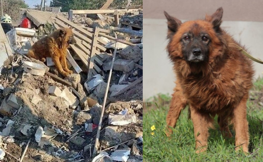 Дніпровський Крим: що сталося з собакою, яка плакала на місці ракетного удару