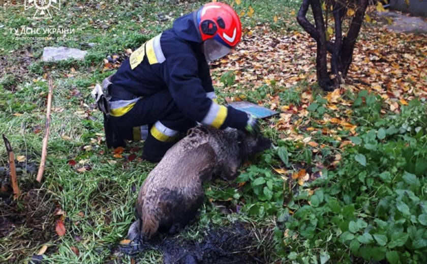 Задні лапи затягнуло багнюкою: В Дніпрі рятувальники витягли собаку з ями