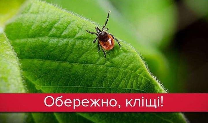 SOS - болезнь Лайма! На Днепропетровщине уже активизировались клещи