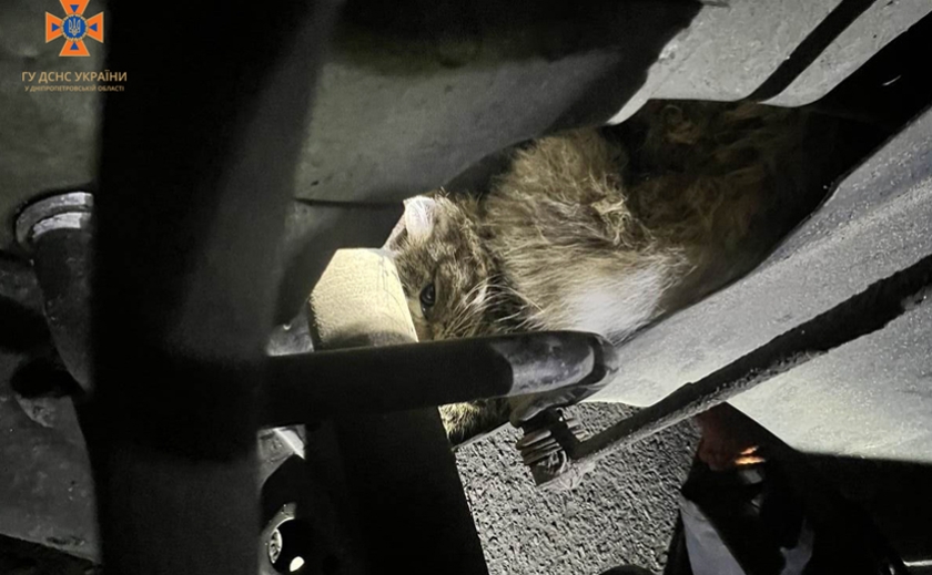 Рятувальники Дніпра дістали кішку з-під капота автомобіля: деталі