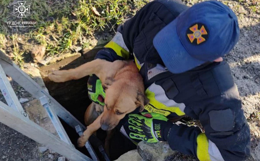 Рятувальники Дніпра врятували собаку, що впав у 2-метрову яму