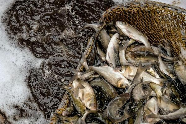 За полтора месяца на водоемах Днепропетровской области задержали 748 браконьеров