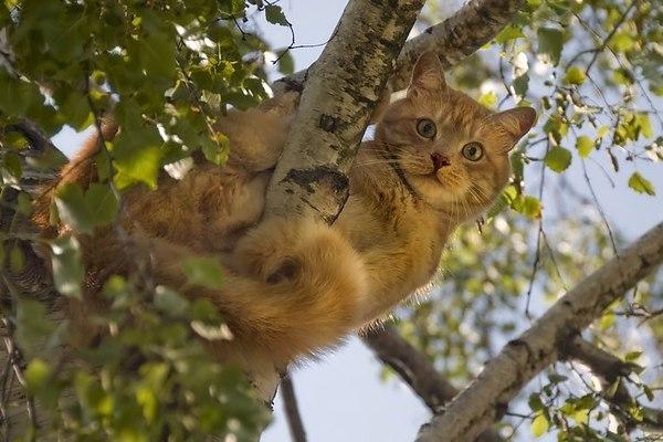 Под Днепром кот ждал пожарных на дереве
