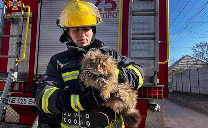 Рятувальники Дніпра повернули господарці кота, який заліз на 9-метрову висоту