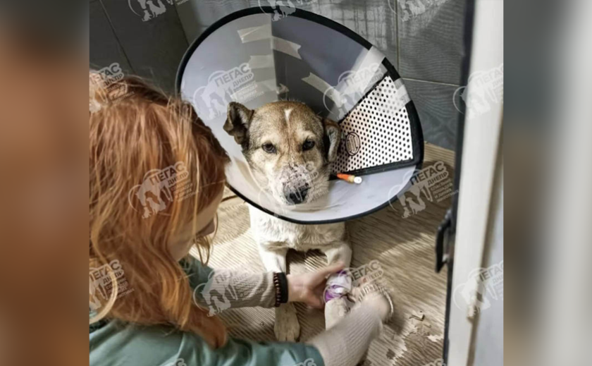 У Дніпрі жорстоко побили безпритульну собаку, яка ховалася від вибухів 9 березня