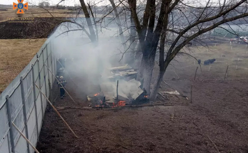 На Дніпропетровщині згоріли 5 кіз