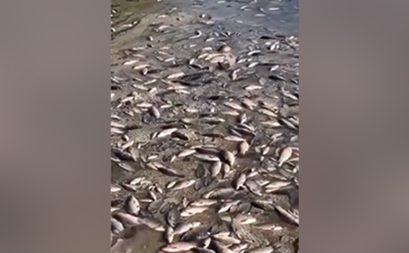 Підрив Каховської ГЕС спричинив масовий мор риби: чому її не можна їсти