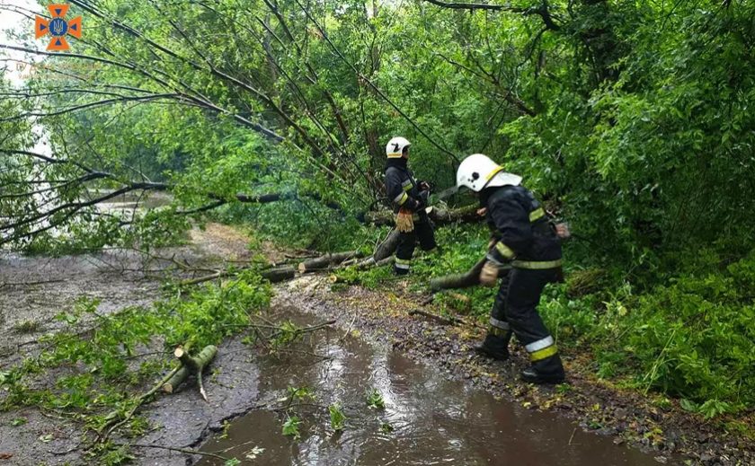 Під Дніпром 10-метрове дерево впало на дорогу та перекрило рух транспорту Під Дніпром 10-метрове дерево впало на дорогу та перекрило рух транспорту