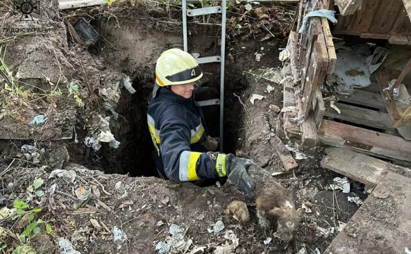 Упало до недіючої вбиральні: у Дніпрі співробітники ДСНС врятували цуценя