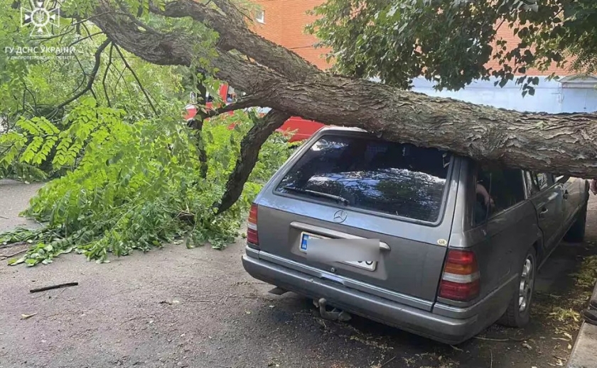 У Дніпрі аварійне дерево впало на легковик