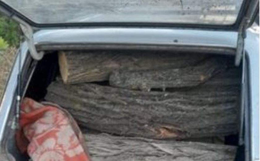 Незаконно спилювали дерева: патрульні Дніпра виявили правопорушників