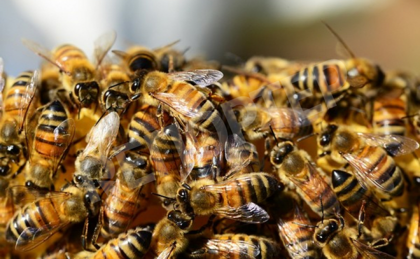 Агрессивных днепровских пчёл грузили бочками