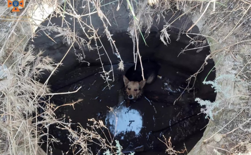 У Павлограді рятувальники визволили собаку, яка впала у каналізаційний колодязь