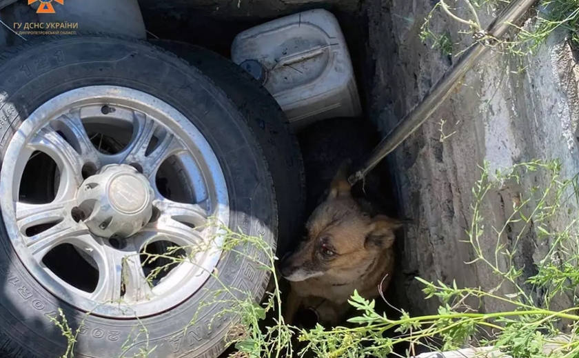 Надзвичайники Дніпра врятували собаку, яка впала в занедбаний колодязь